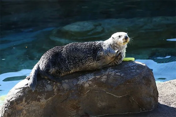 Is That a Mermaid or a Sea Otter?