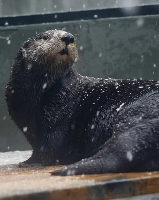 If the Aquarium Were a Snow Globe