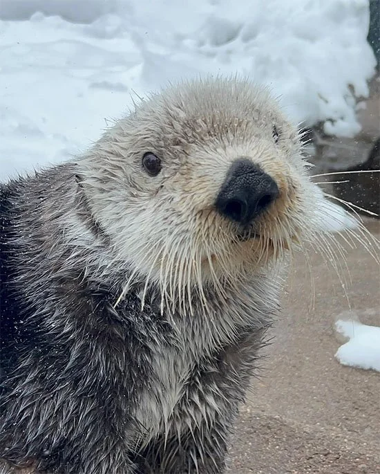 Look at This Sweet Face