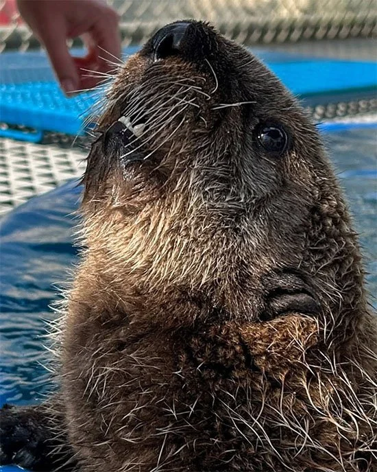 The Treats Just Can't Come Fast Enough!