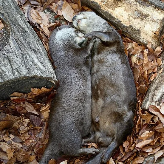 Otter Waltz in Their Sleep