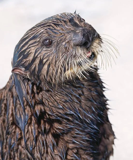 Meet Sea Otter Surrogate Mother Nova!