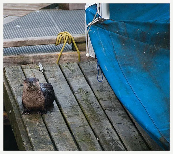 You Know, *I* Don't Need a Boat