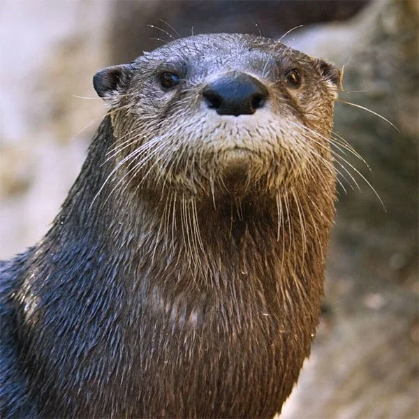 Stern Otter Is Stern