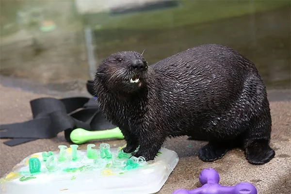 Up For Some Enrichment?