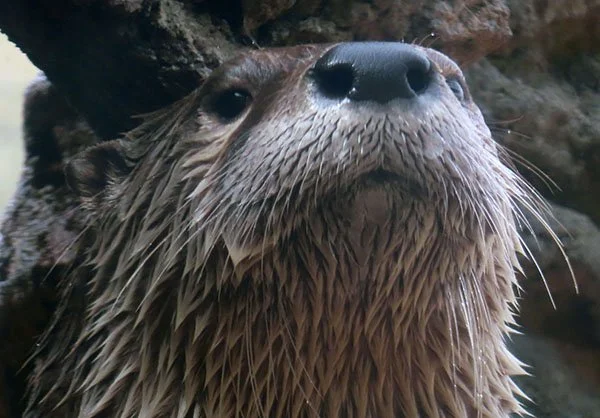 Mouf