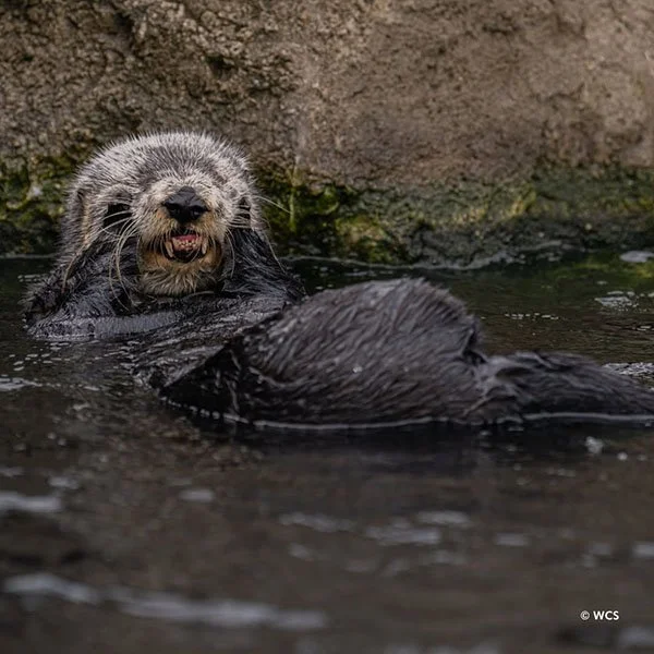 What Long... Disturbing Teeth You Have, Sea Otter