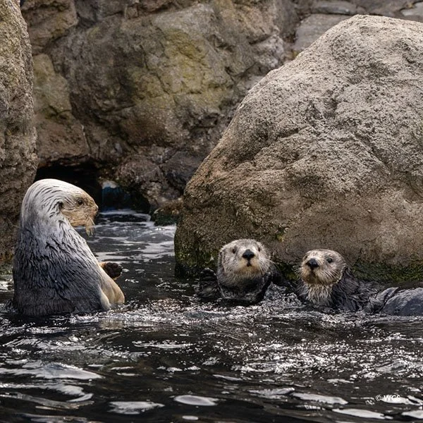 I Guess the Conversation's in the Pool
