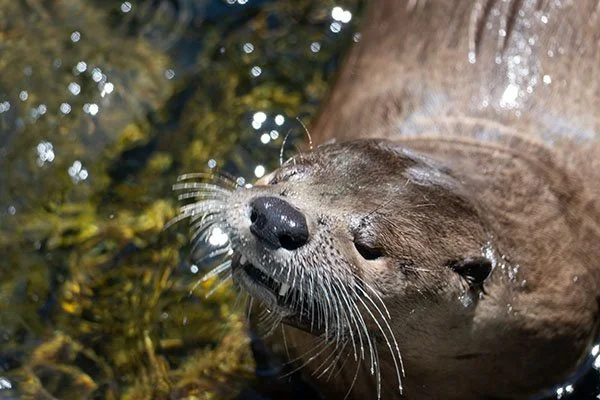 I Don't Understand the Question and I Won't Respond to It