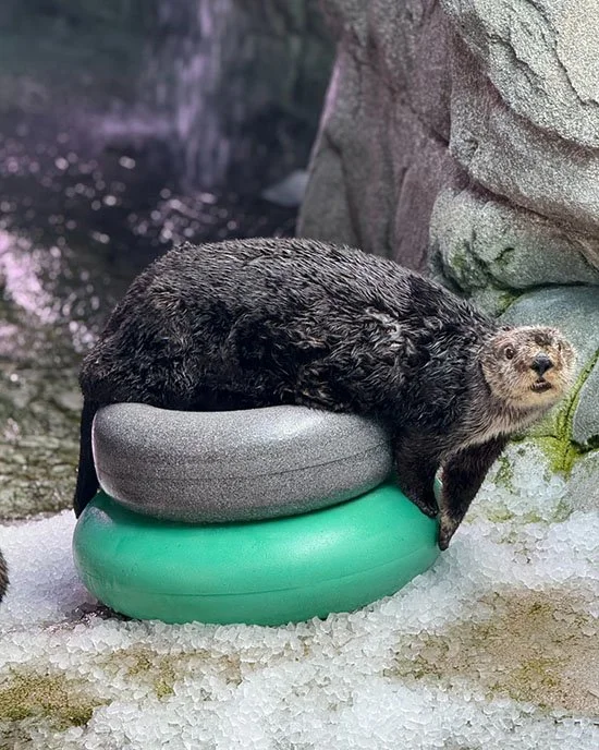 A Floatie Burger Smothered in Sea Otter