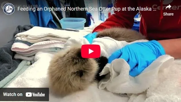 Baby's First Bottle Feeding