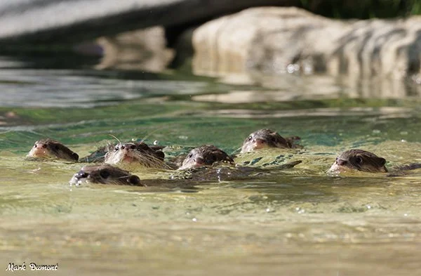 Time to Take the Kids for a Swim