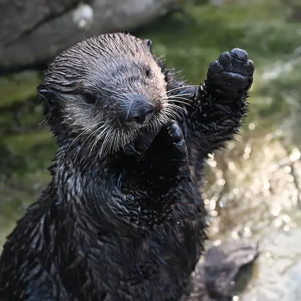 Here! I'm Open!