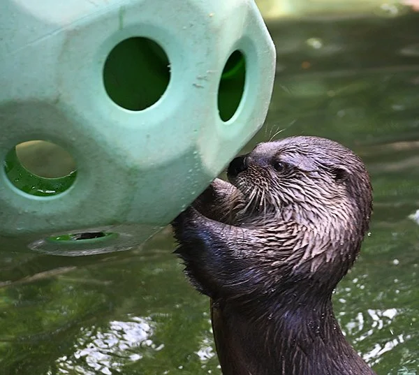 I Know My Snack's in Here Somewhere