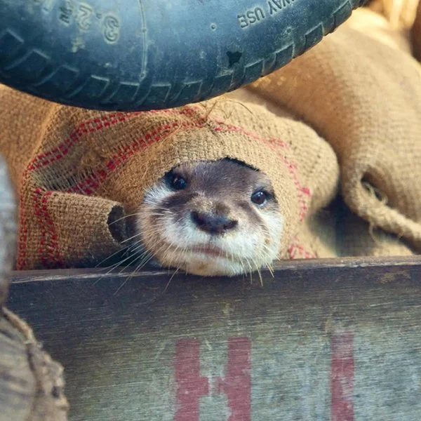 Tell Cersei. I Want Her to Know It Was Me.