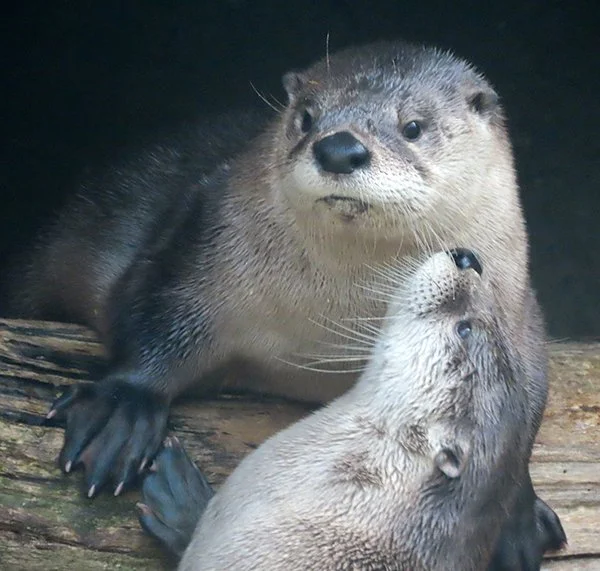 Give Me a Smooch