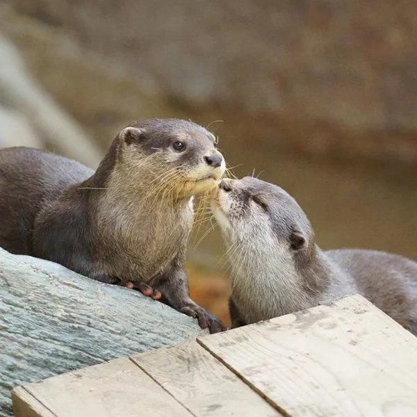 Psst! Otter, I Think Your Friend Wants a Smooch!