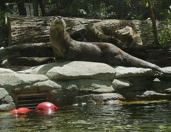 Otter Will Receive Adoration Now
