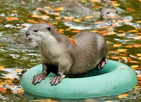 Ha Ha, I Have the Floaty Now!