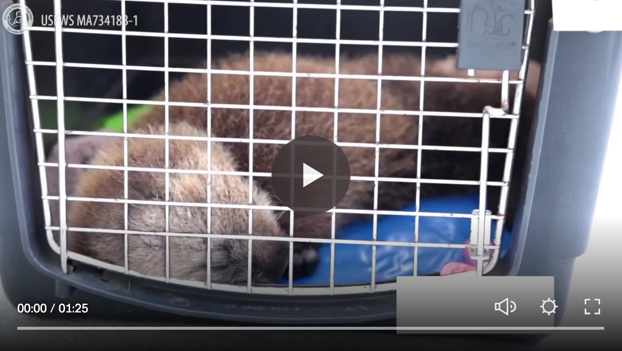 Have a Peek Into an Admit Exam for an Orphaned Sea Otter Pup