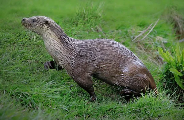 Otter Has Urgent Business