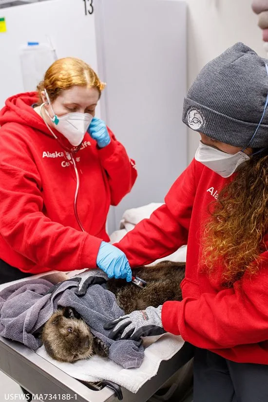 Who's Who in Sea Otter Pup's First Examination?
