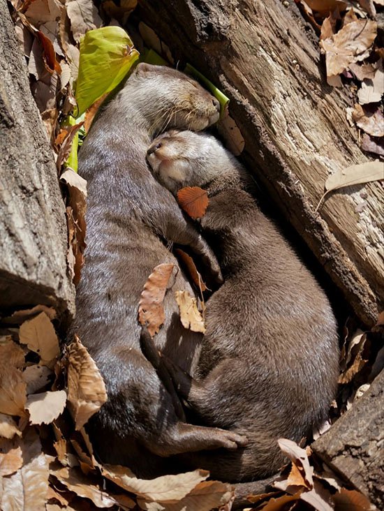 Sometimes All You Need Is a Good Cuddle