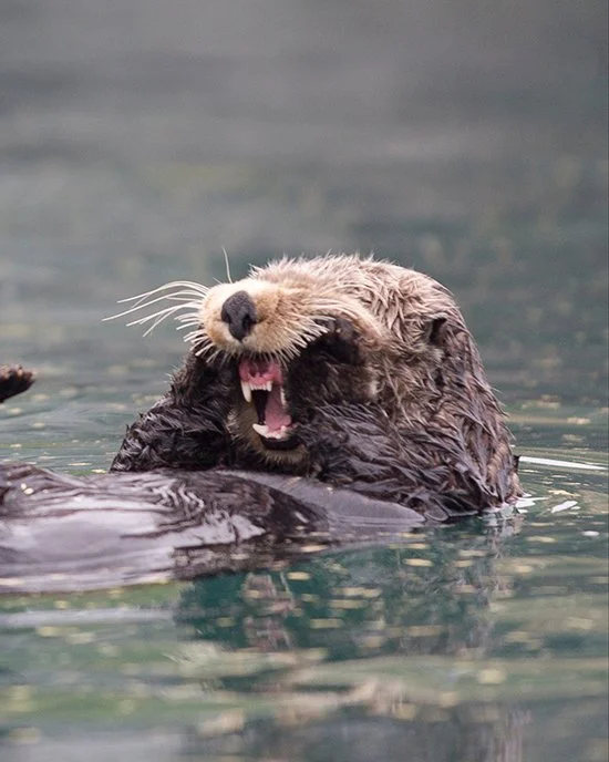 And This Is Why We Don't ACTUALLY Boop the Snoot