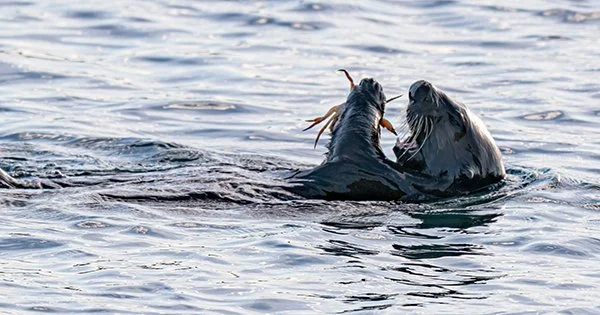 Open Wide for Sea Snacks!