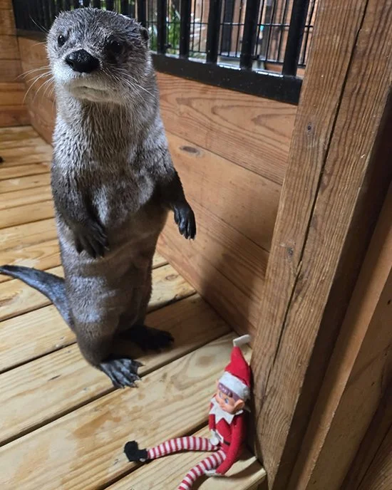 Who's This Funny-Dressed Guy?