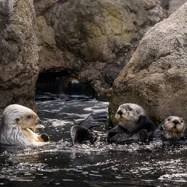 When Gathered Like This It's Called a Gossip of Otters