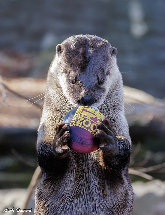 Put This on a Tree, You Say?