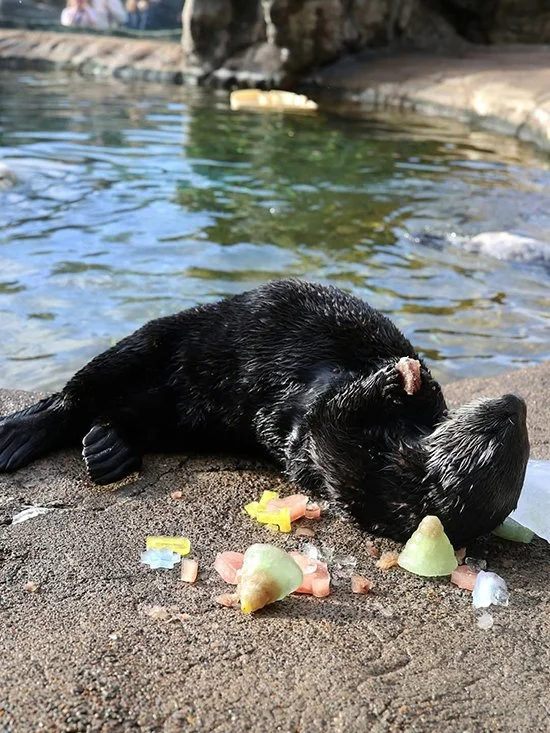 Sea Otter Gobbles Up Those Icy Christmas Leftovers