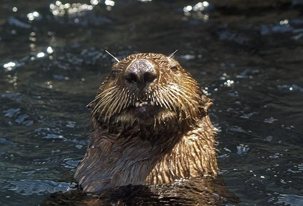 Look at Those Wee Teefs