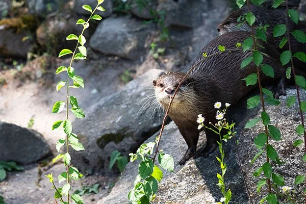 Human Will Never See Me Lurking Behind These Branches