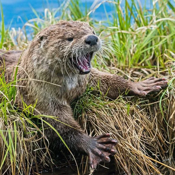 Who's Making All That Racket Over There?!