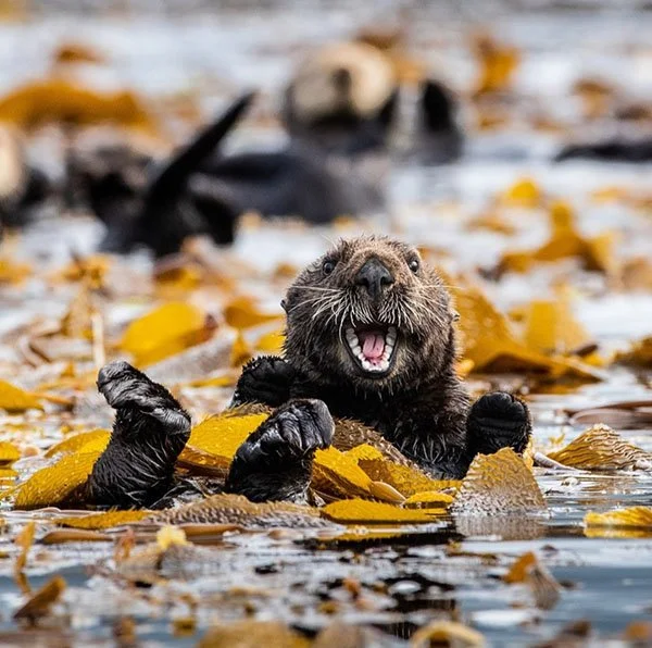 It's a New Year, Human!