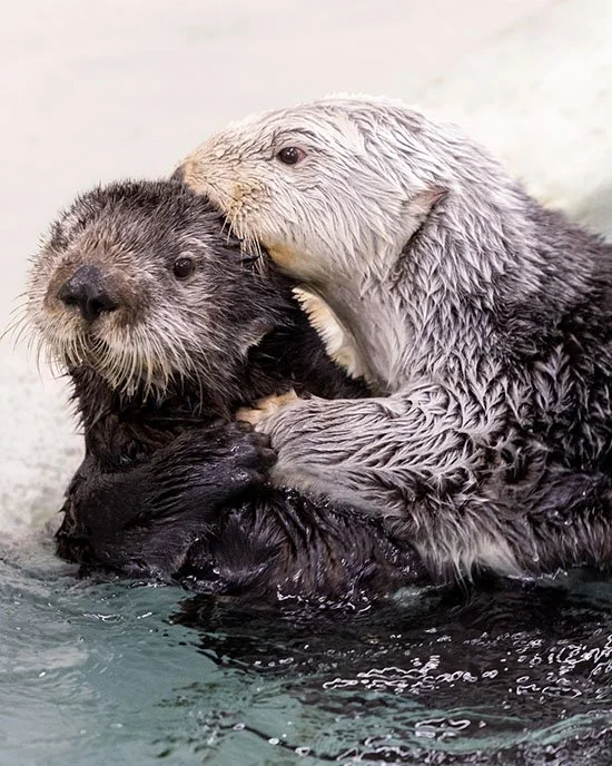 Hug Your Bestie Today