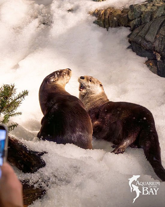 Can You Believe It?! Snow!