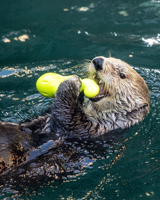 Why, Sea Otter, What Big Teefs You Have