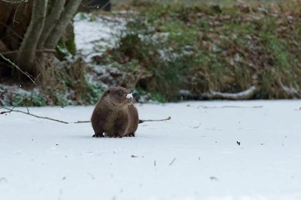 Flawless Camouflage, Otter
