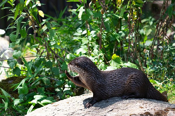 Otter's Adoring Fans Must Be Over That Way