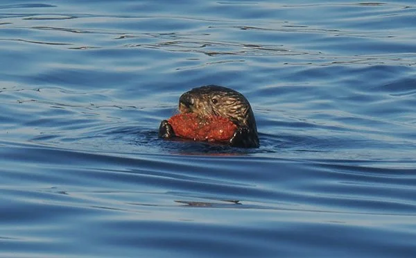 Such a Catch, Otter!