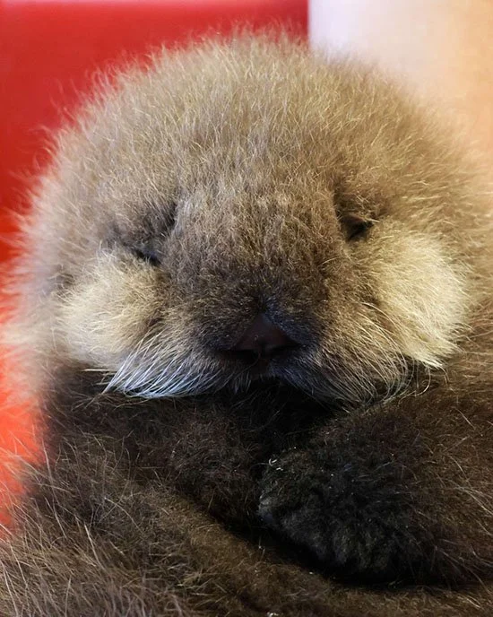 Just a Wee (And, I'm Sure, Squeaky) Ball of Fluff