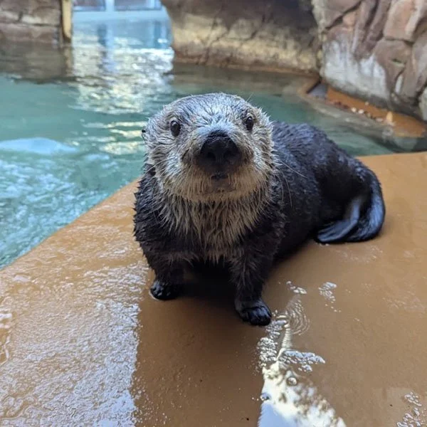 That Snoot's Looking Awfully Boopable, Sea Otter