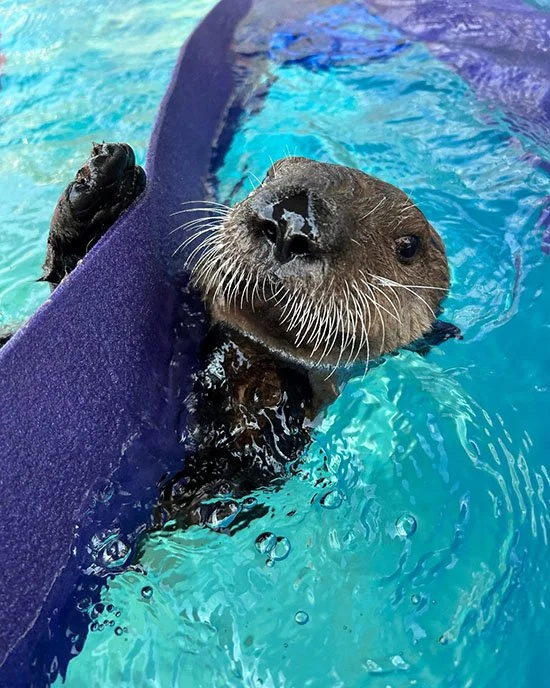 Sea Otter Pup's Growing Into that Beautiful Nose