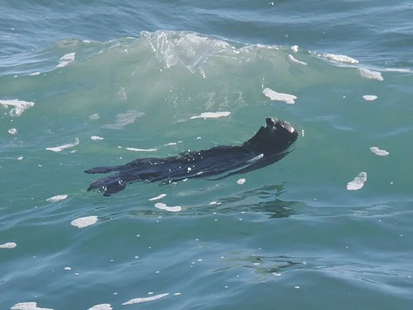 Sea Otter Goes With the Flow