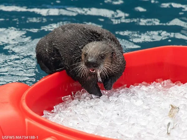 Haul In, Little Otter, There's More Fish In There!