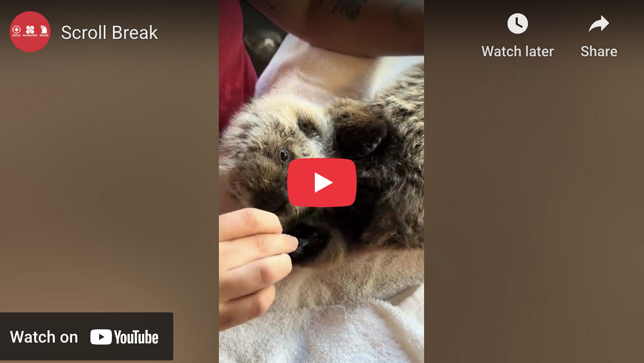 Watch a Sea Otter Pup Eat Snacks