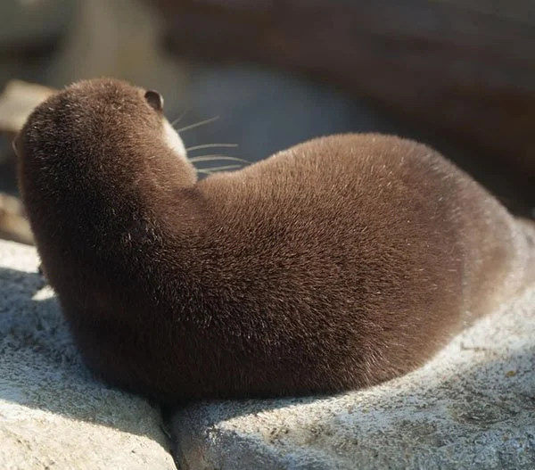 The Cutest Rejection